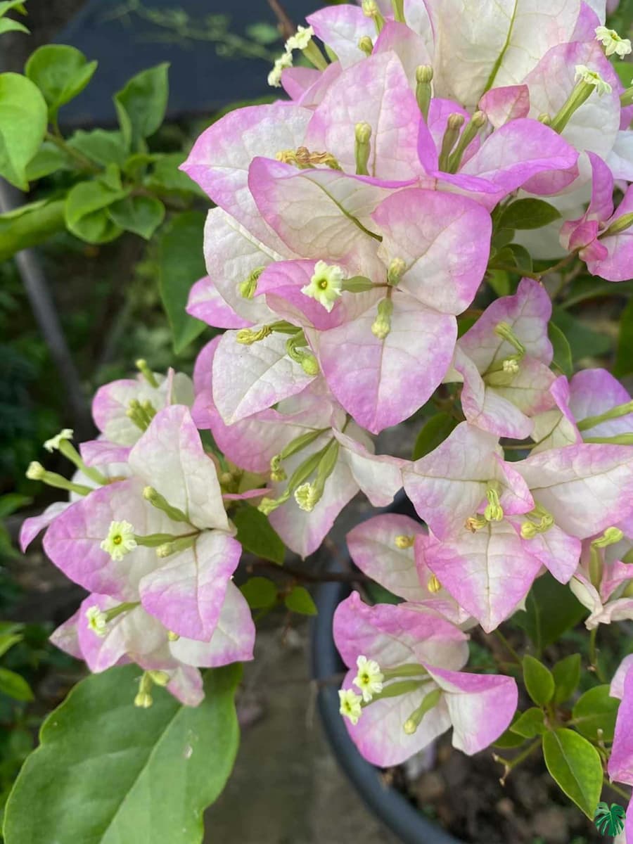 Begum Sikander Bougainvillea flower plant