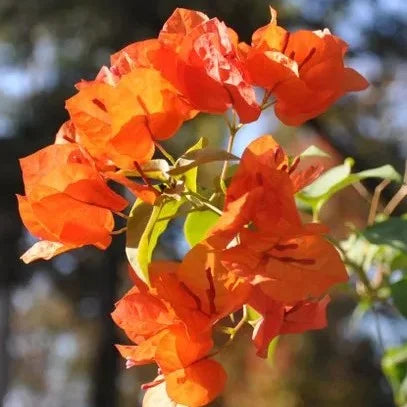 King Orange Bougainvillea flower plant