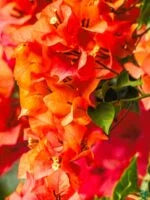 The chili orange bougainvillea