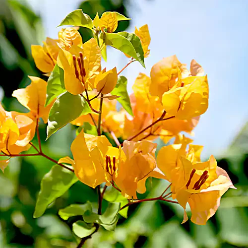 Bougainvillea Flower Plants (Yellow) Colour - Naturemart.online