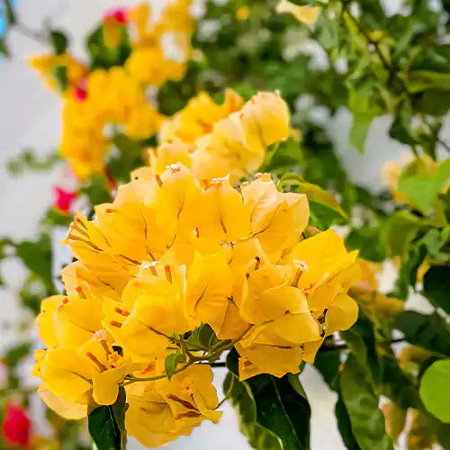 Bougainvillea Flower Plants (Yellow) Colour - Naturemart.online