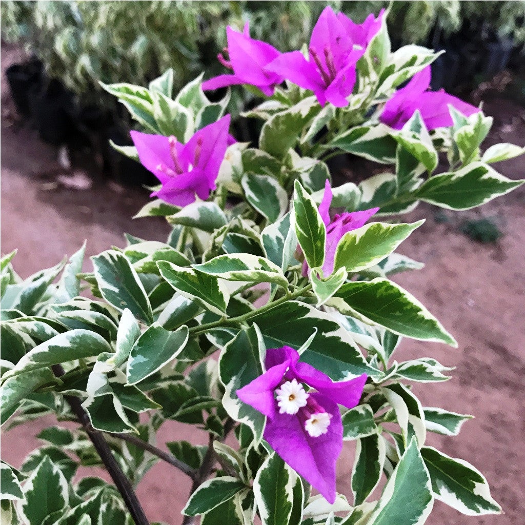 Blueberry Ice Bougainvillea flower plant