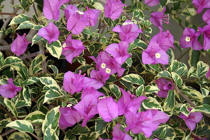 Blueberry Ice Bougainvillea flower plant