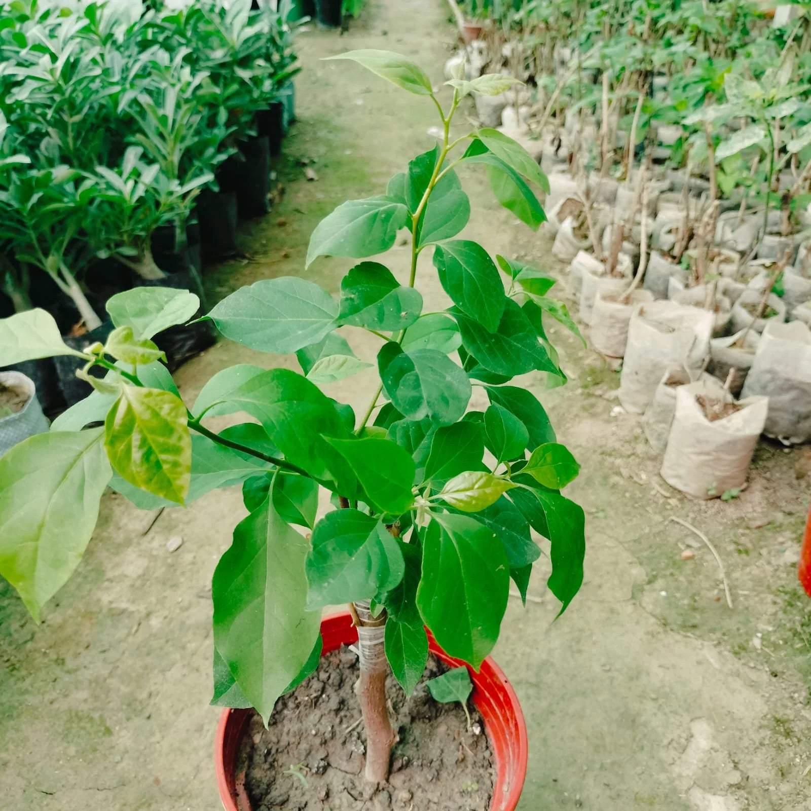 Sufia Indiana Bougainvillea flower plant