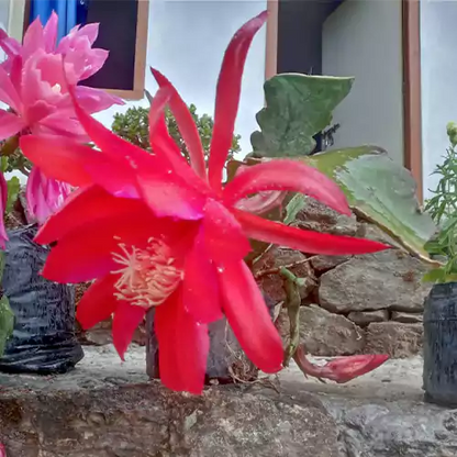 Brahma kamal Red Flower Plant