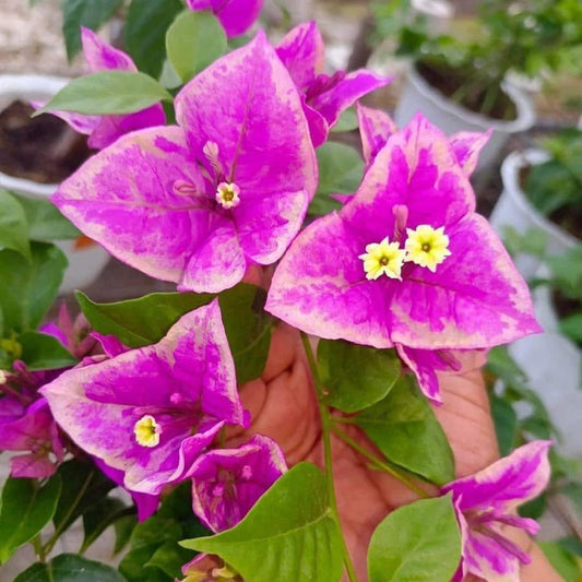 BUTTER CUP top rare bougainvillea