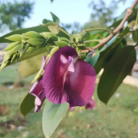 Rare Red Butterfly Pea(Red Aparajita)Flower Plant