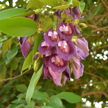 Rare Red Butterfly Pea(Red Aparajita)Flower Plant