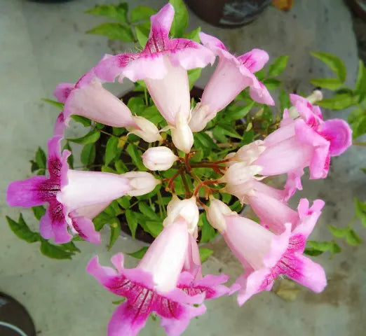 Tecoma Pink Vine Flower  Plant - Naturemart.online