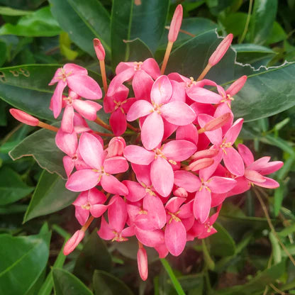 Chinese Ixora Flower Plant (Pink) - Naturemart.online