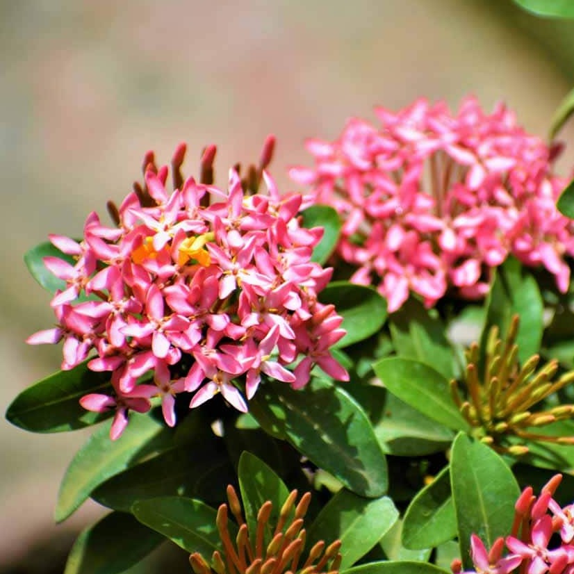 Chinese Ixora Flower Plant (Pink) - Naturemart.online