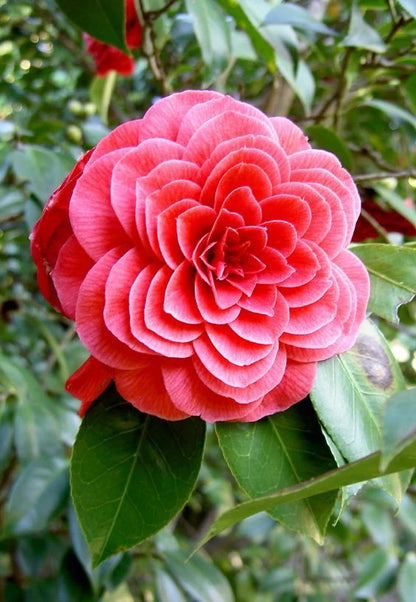 Camelia Flowers Plant For Gardening - Naturemart.online