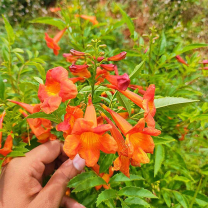 Tecoma Orange Vine Flowers Plant - Naturemart.online