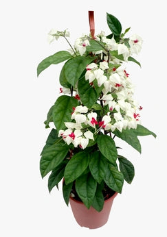 Bleeding Heart Vine White  Creepers - Naturemart.online