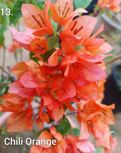 The chili orange bougainvillea