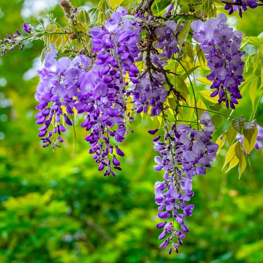 Wisteria Sinensis Flower Plant