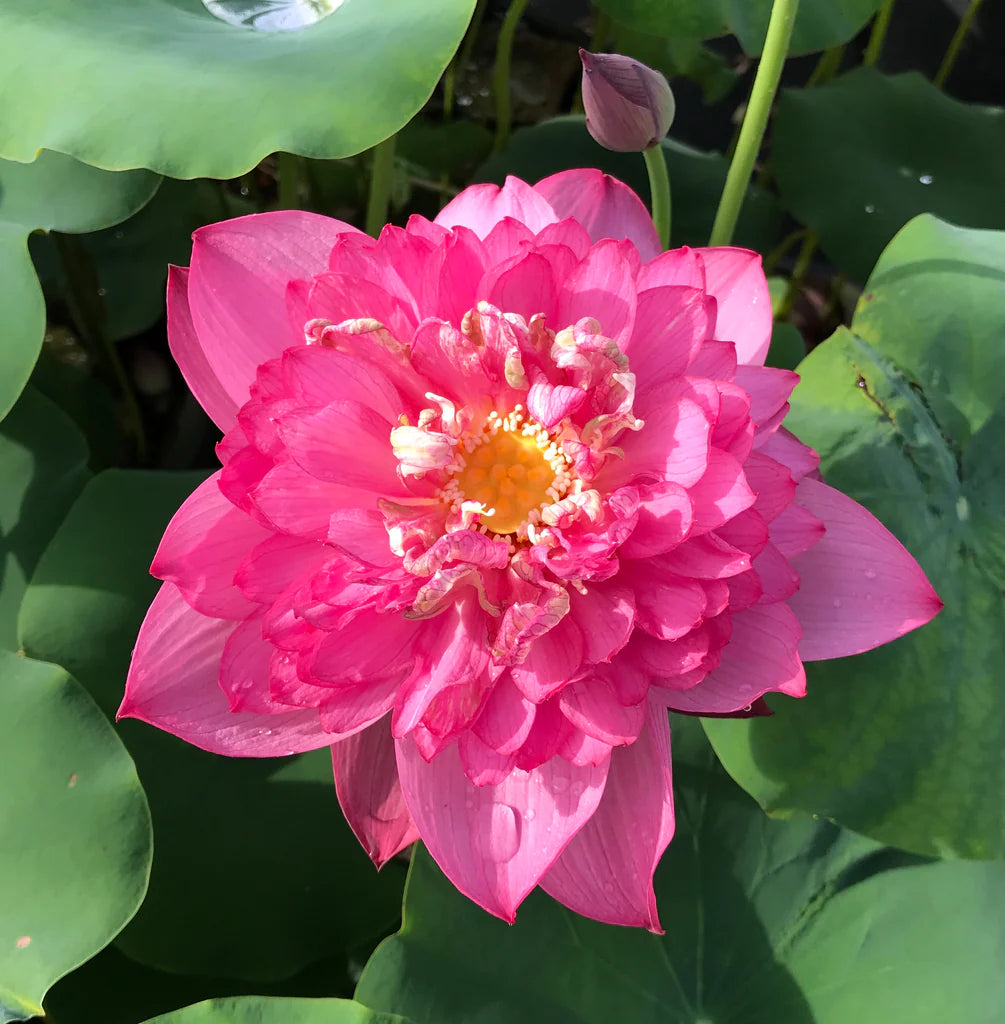 RED Shaoshan Lotus - Tuber