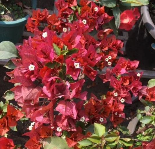Chocolate Brown Bougainvillea flower plant
