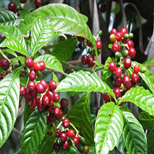 Coffee Fruit Plant Plant For Home Garden