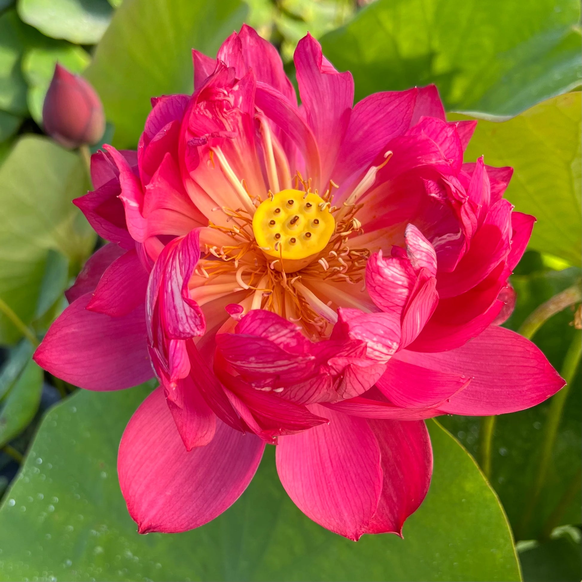 Drop blood lotus flower Tubers