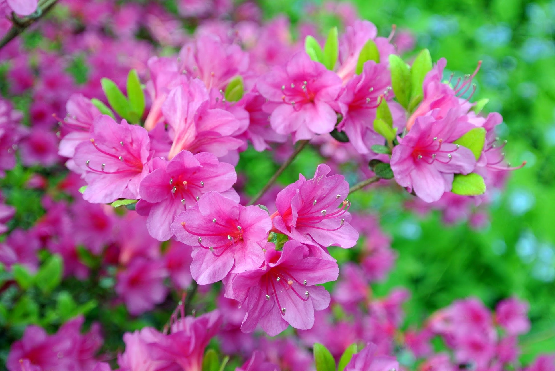 Azalea Flowers Plant For Gardening - Naturemart.online