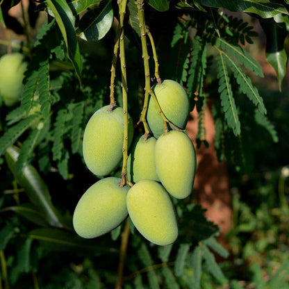 Dasheri Mango Fruit  Plant (Grafted) - Naturemart.online