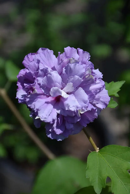 Blueberry Hibscus Flower Plant