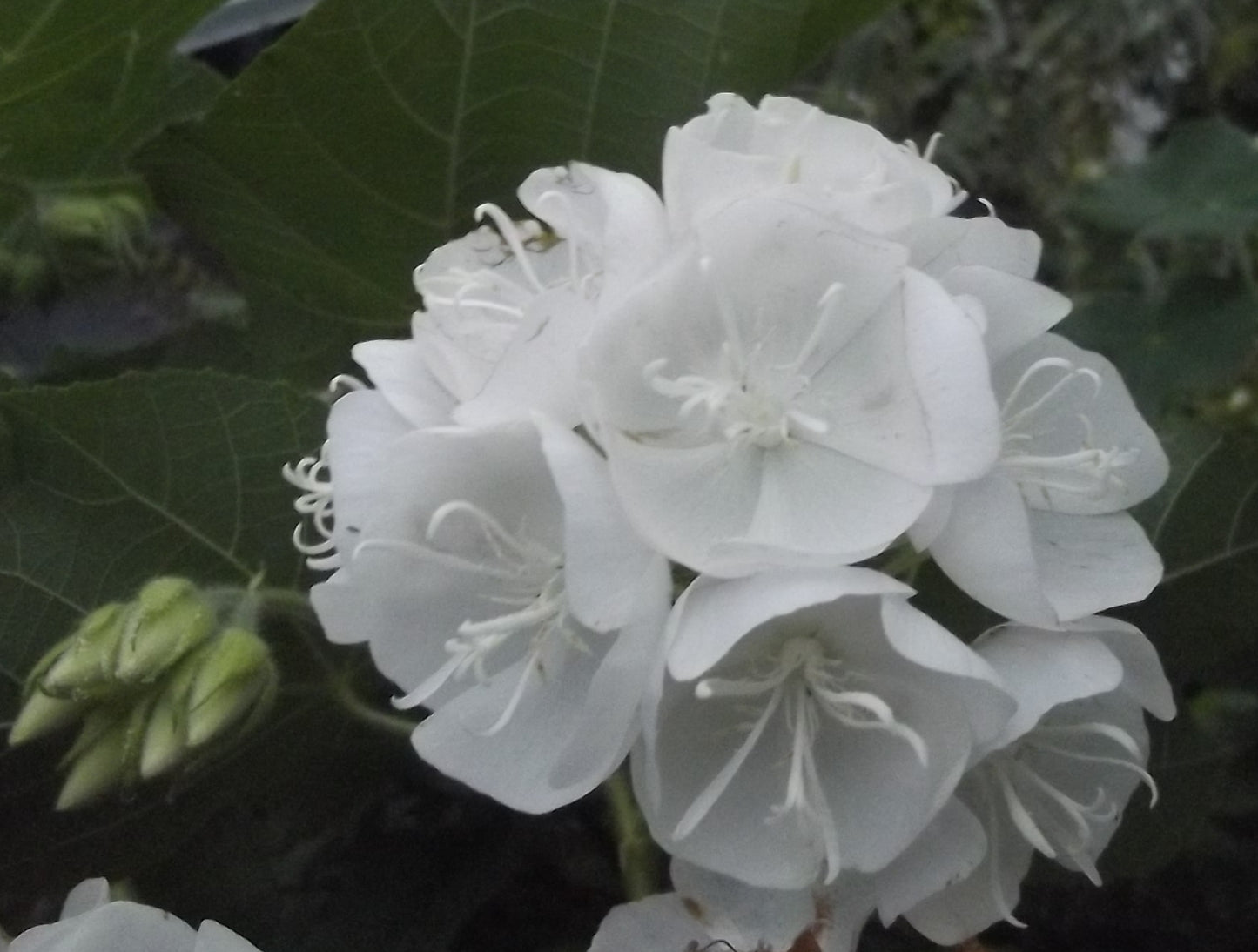 Dombeya- Flowers Plant (White Colour) - Naturemart.online