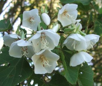 Dombeya- Flowers Plant (White Colour) - Naturemart.online