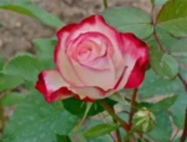 Double Delite Rose  Flower Plant - Naturemart.online