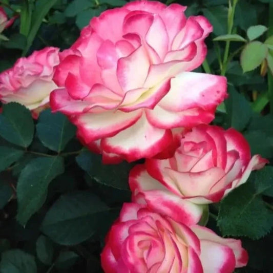 Double Delite Rose  Flower Plant - Naturemart.online