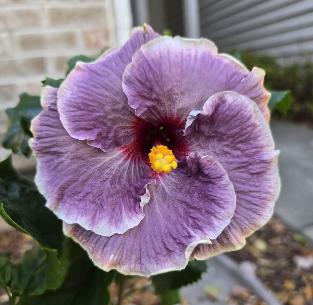 Austrelian Hibiscus Plant For Home Gardening