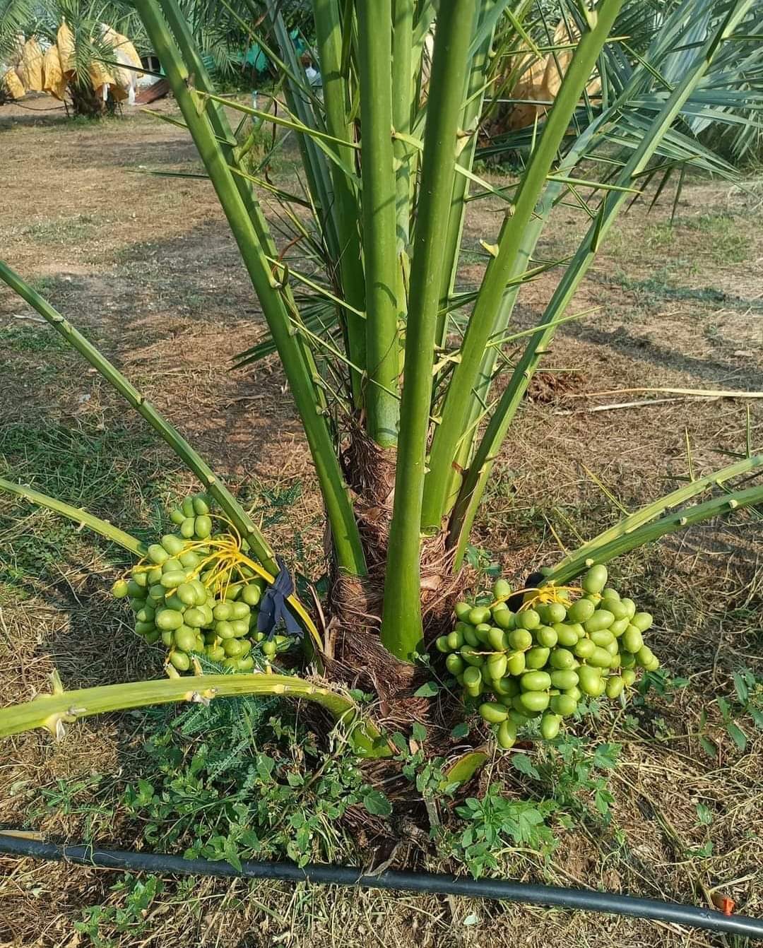 Dwarf Arabian Date Plant