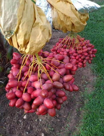 Dwarf Arabian Date Plant