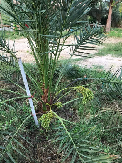 Dwarf Arabian Date Plant