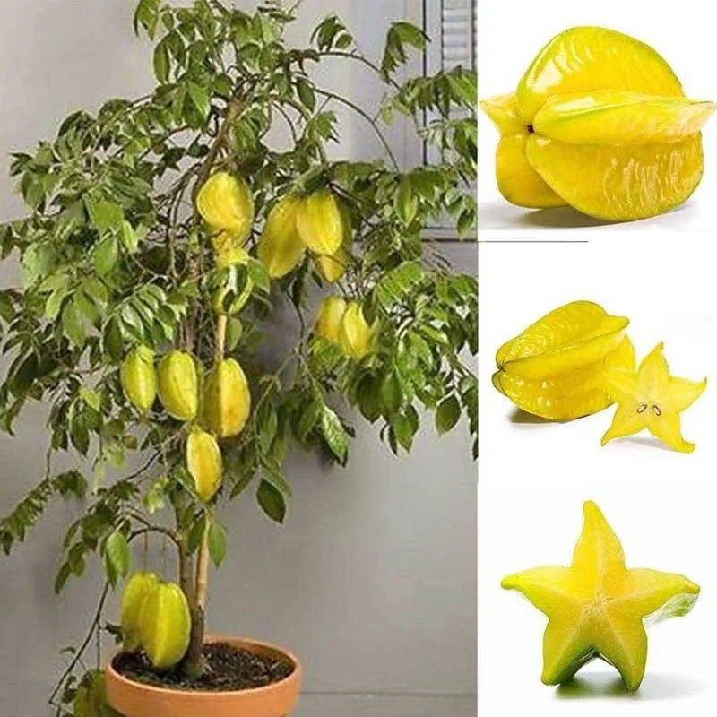 All Time Star-Fruit Grafted Plant - Naturemart.online