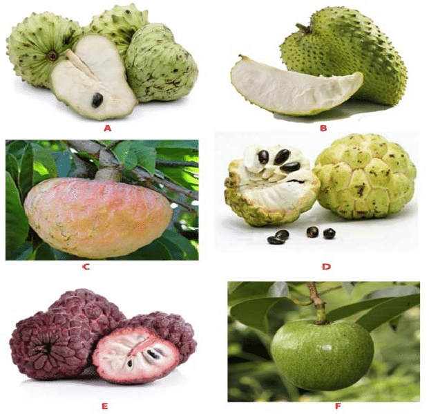 Red Ramphal | Wild Sweetsop Fruit Plant - Naturemart.online