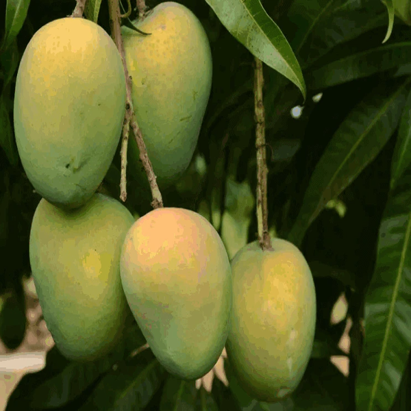 Gourmati Mango Fruit Plant (Grafted) - Naturemart.online