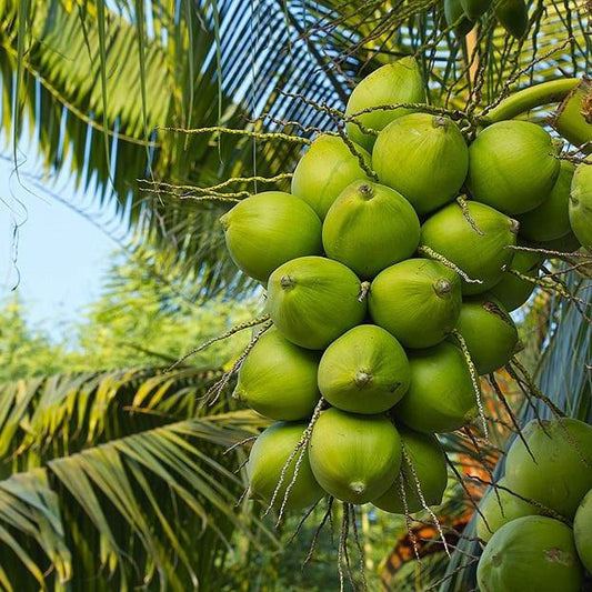 Ganga Bardhan Coconut Fruit Plant - Naturemart.online