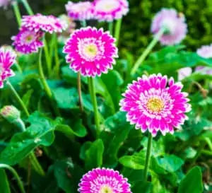 Gerbera  Perennial Flower Plant (Purple Shed) - Naturemart.online