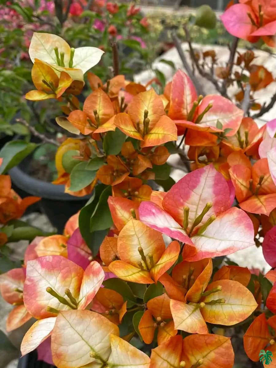 Golden Sunshine Bougainvillea flower plant