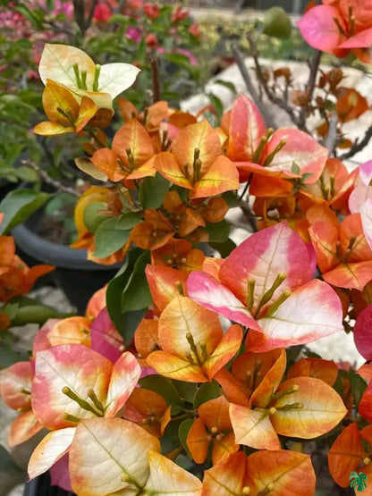 Golden Sunshine Bougainvillea flower plant
