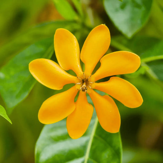 Golden Gardenia Flower Plant(Pack of 1)
