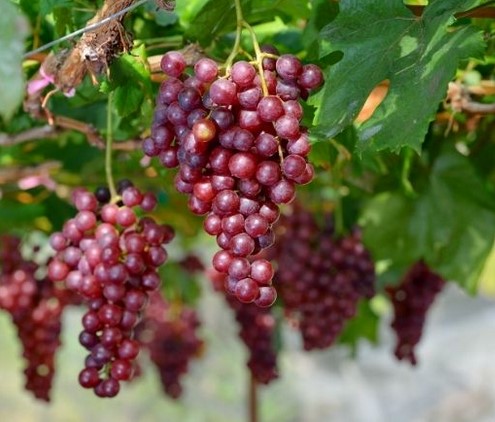 Crimson seedless grape vines fruit plant