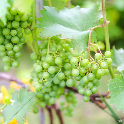Thompson seedless grapes plant