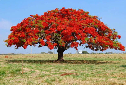 Gulmohar Flowering Tree For Gardening - Naturemart.online