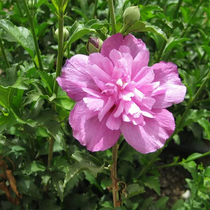 Summer Ruffle Hibiscus Flower Plant