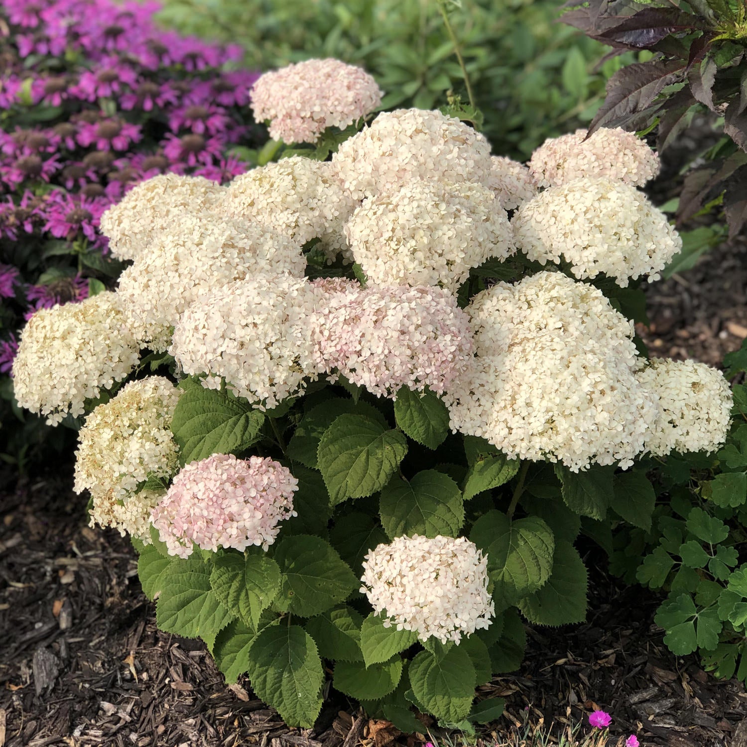 Hydrengea Flowers Plant-White Colour - Naturemart.online