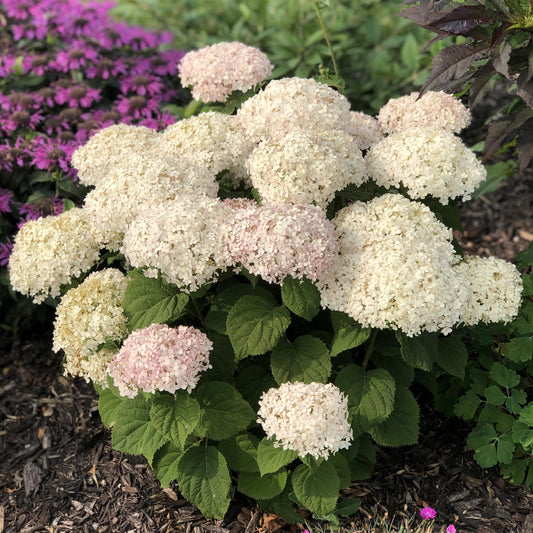 Hydrengea Flowers Plant-White Colour - Naturemart.online