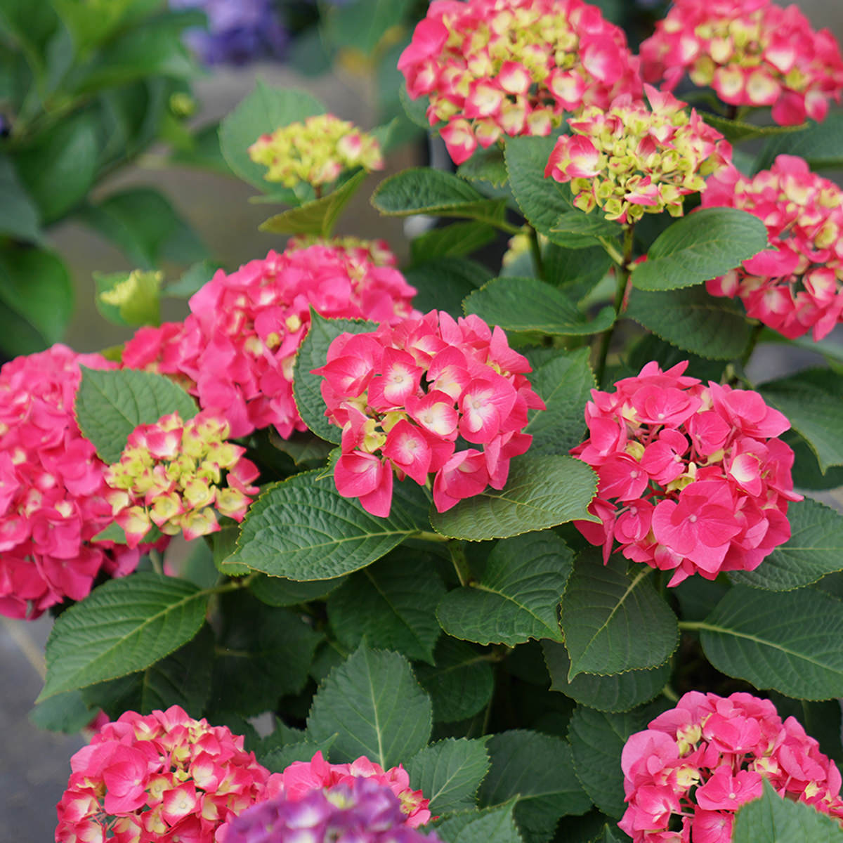 Hybrid Hydreangea Plant For Gardening - Naturemart.online